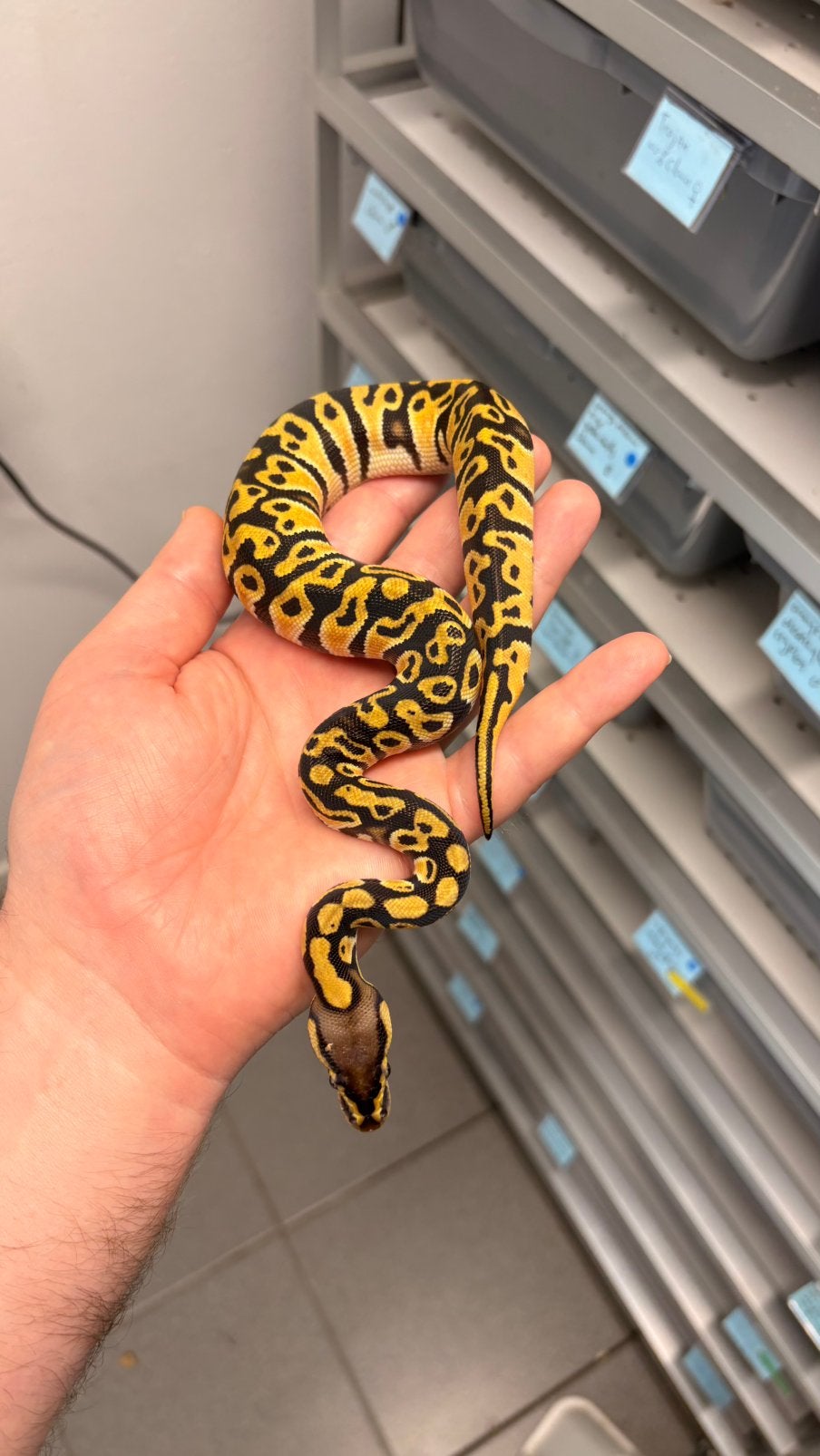 Orange dream 199% het clown hypo ball python Ball Python - unknown for sale from KAS