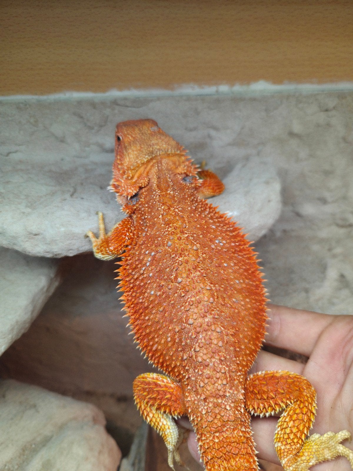 mooie fel oranje hypo  baardagaam vrouwtje aangeboden Bearded Dragon photo 3