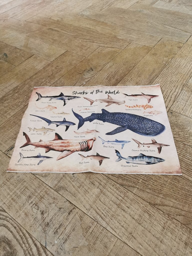 Poster sharks on the world, Huis en Inrichting, Ophalen of Verzenden, Zo goed als nieuw, Twijfelaar, Lijkt op oud perkament