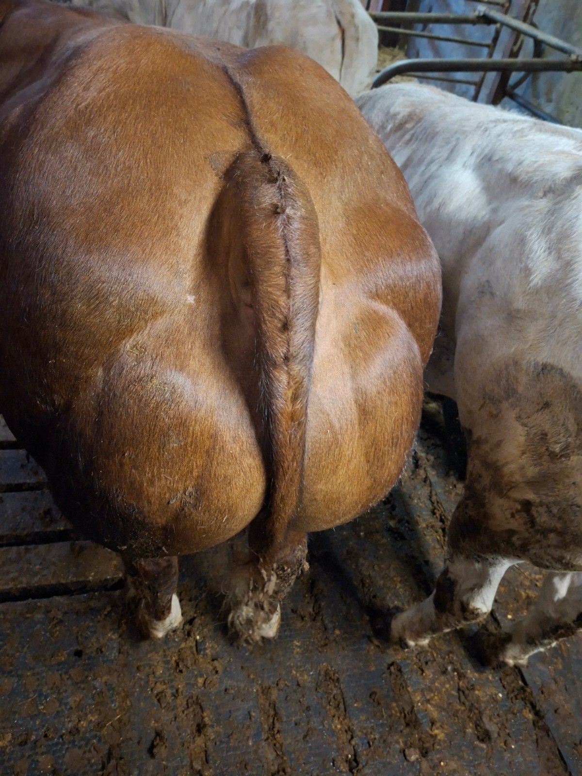 Te koop Maine-Anjou met stierkalf., Meerdere dieren, 3 tot 6 jaar