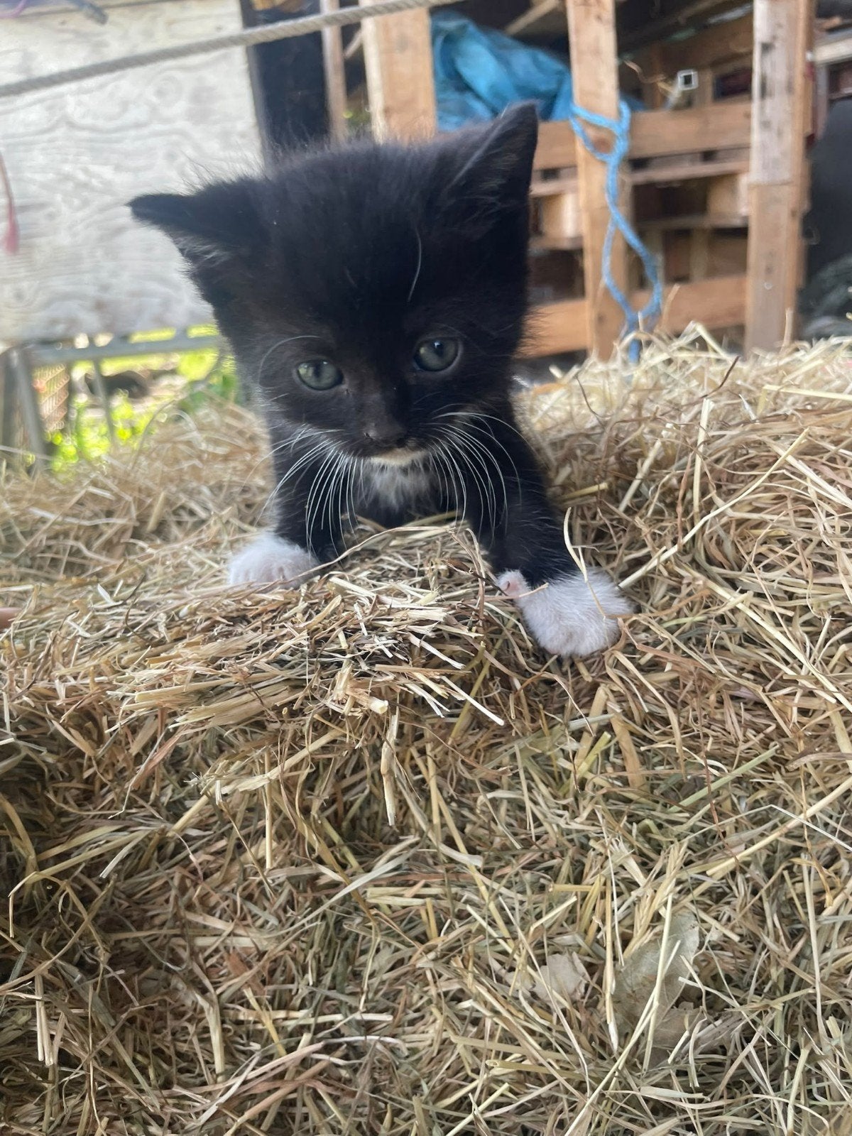 makke boerderij katten, Dieren en Toebehoren, Poes, 0 tot 2 jaar