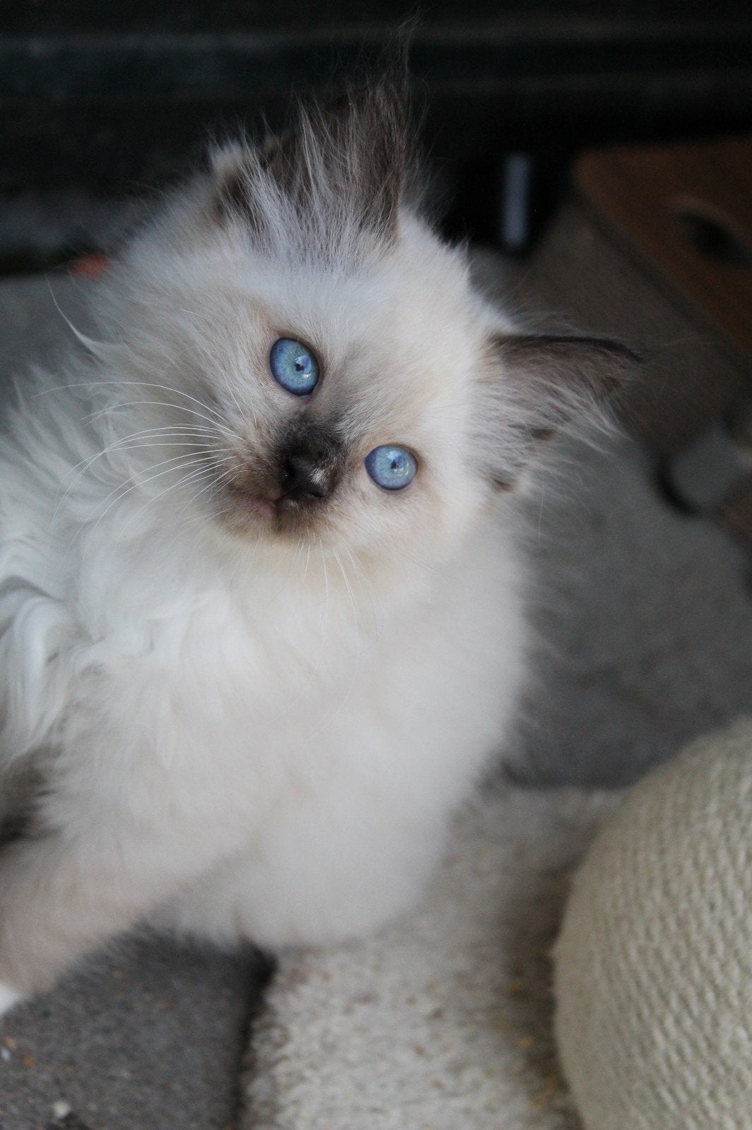 lieve ragdoll katers seal en blue 8 weken, Dieren en Toebehoren, Meerdere dieren, Ontwormd, 0 tot 2 jaar