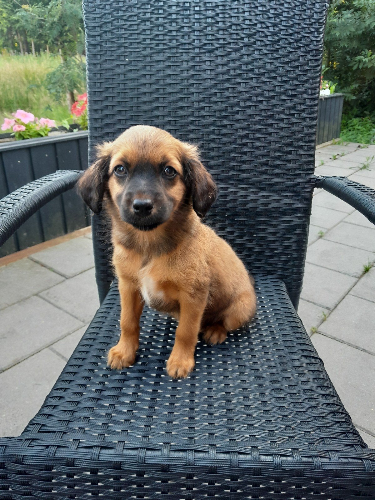 Kooiker pups te koop., Parvo, Overige rassen, 8 tot 15 weken, Meerdere