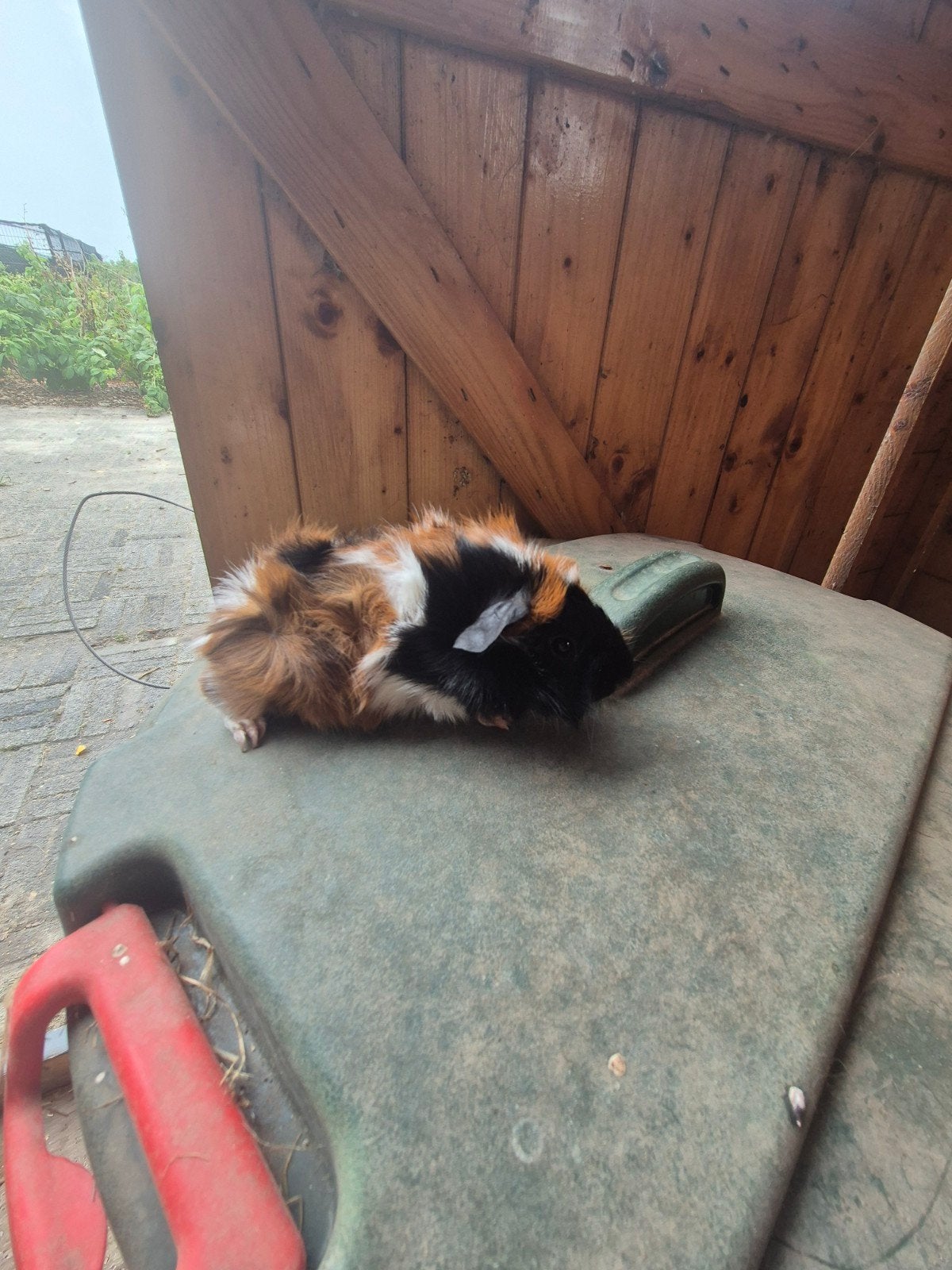jonge vrouwtjes cavia's borstel en us teddy, Dieren en Toebehoren, Knaagdieren, Cavia, Juli, Vrouwelijk, Tam