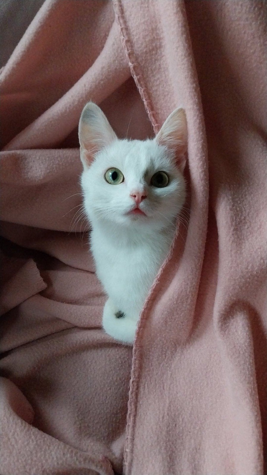 Super lieve Turkse Angora/Europees korthaar poes, Poes, Kortharig, 0 tot 2 jaar