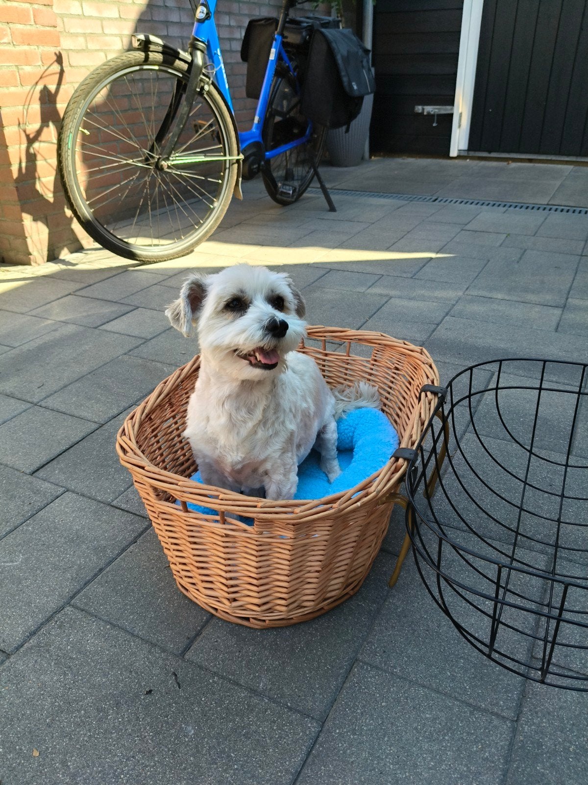 Fietsmand voor kleine honden - voor op het stuur, Ophalen, Zo goed als nieuw, Fietsmand, Stuurbevestiging