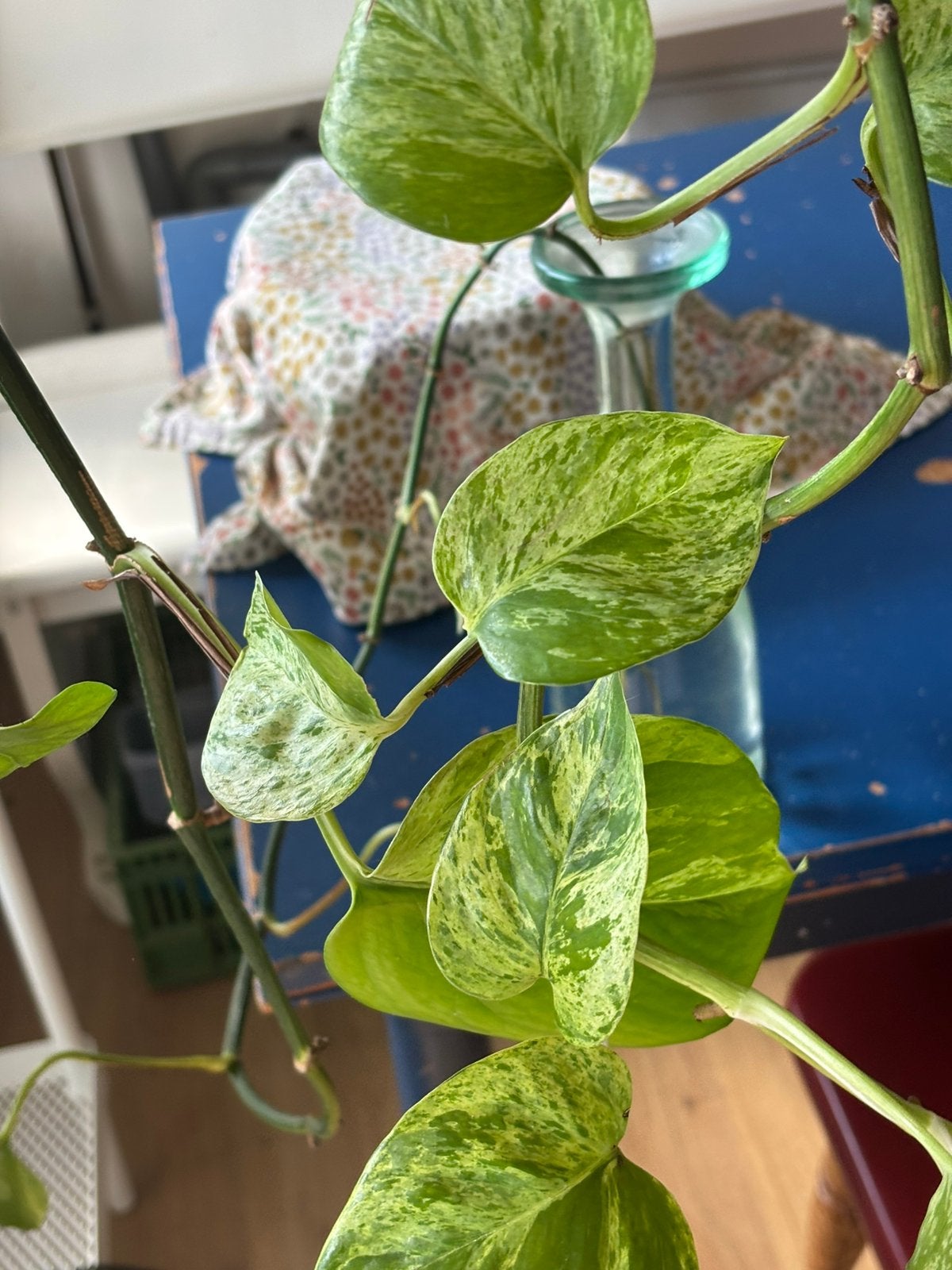 Variegated heart leaf philodendron, Ophalen of Verzenden, Halfschaduw, Minder dan 100 cm