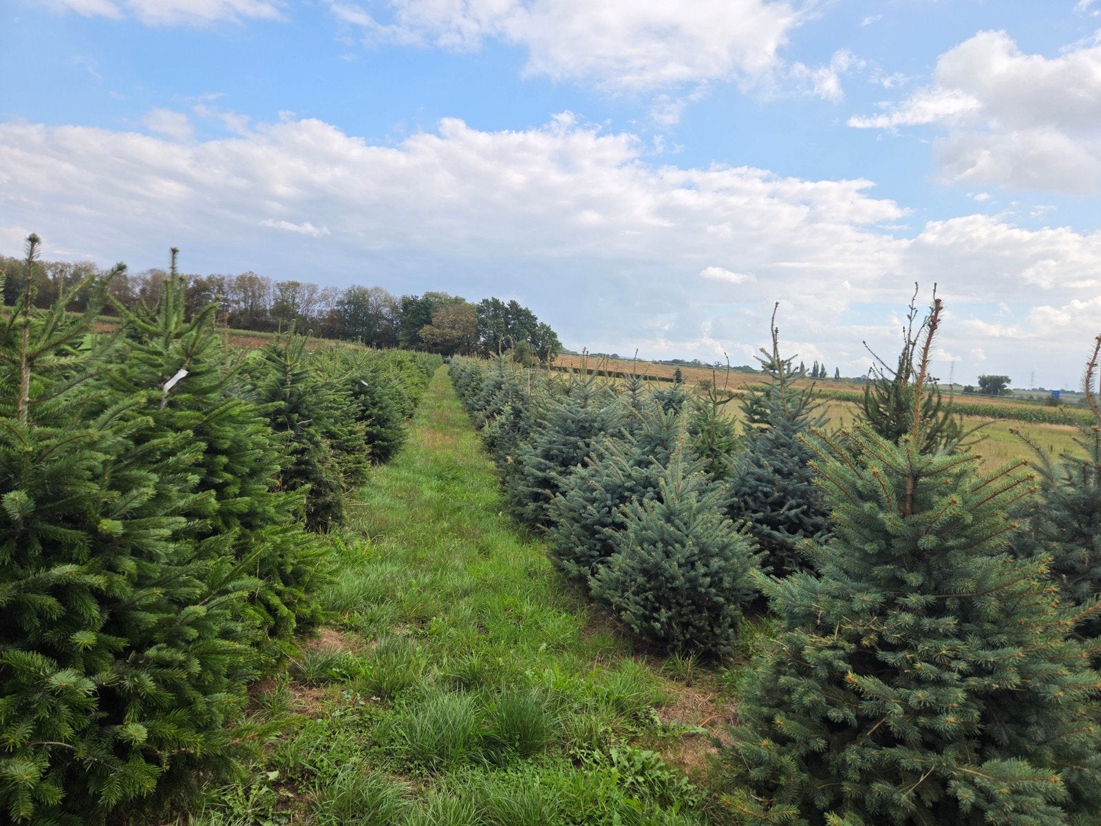 Mooie kerstbomen te koop, Ophalen, Overige soorten, 100 tot 250 cm