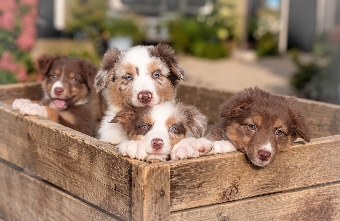 75% Australian Shepherd X 25% Border Collie pups, Dieren en Toebehoren, 8 tot 15 weken, Collie, CDV (hondenziekte), Meerdere