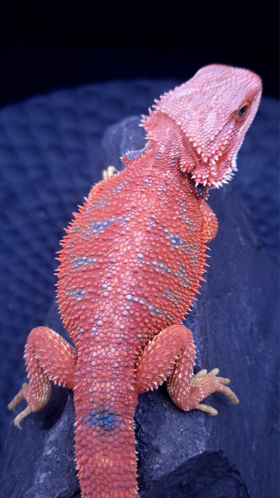 Red HypoTrans G-Stripe Blue Bar Coral Baardagaam man (Uniek), Hagedis, 0 tot 2 jaar