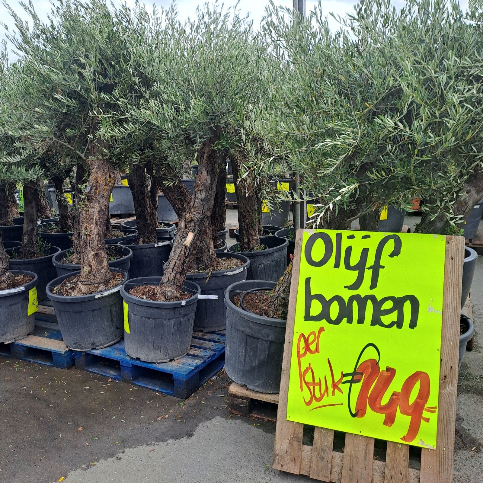 Robuuste Olijfbomen  Potmaat 60 cm Tuincentrum van der Spek, Volle zon, Vaste plant, Bloeit niet, Ophalen
