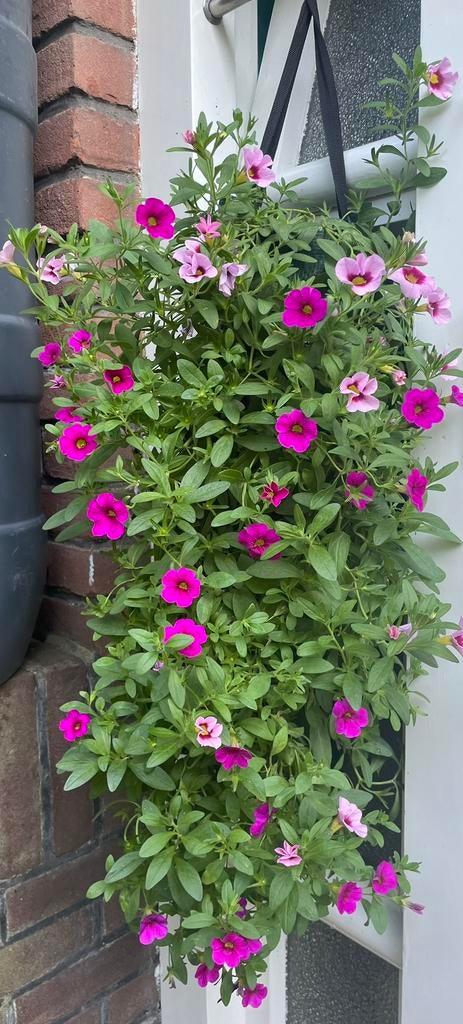 Kweekzakken wandhangers zonder planten, Ophalen, Overige soorten, Volle zon