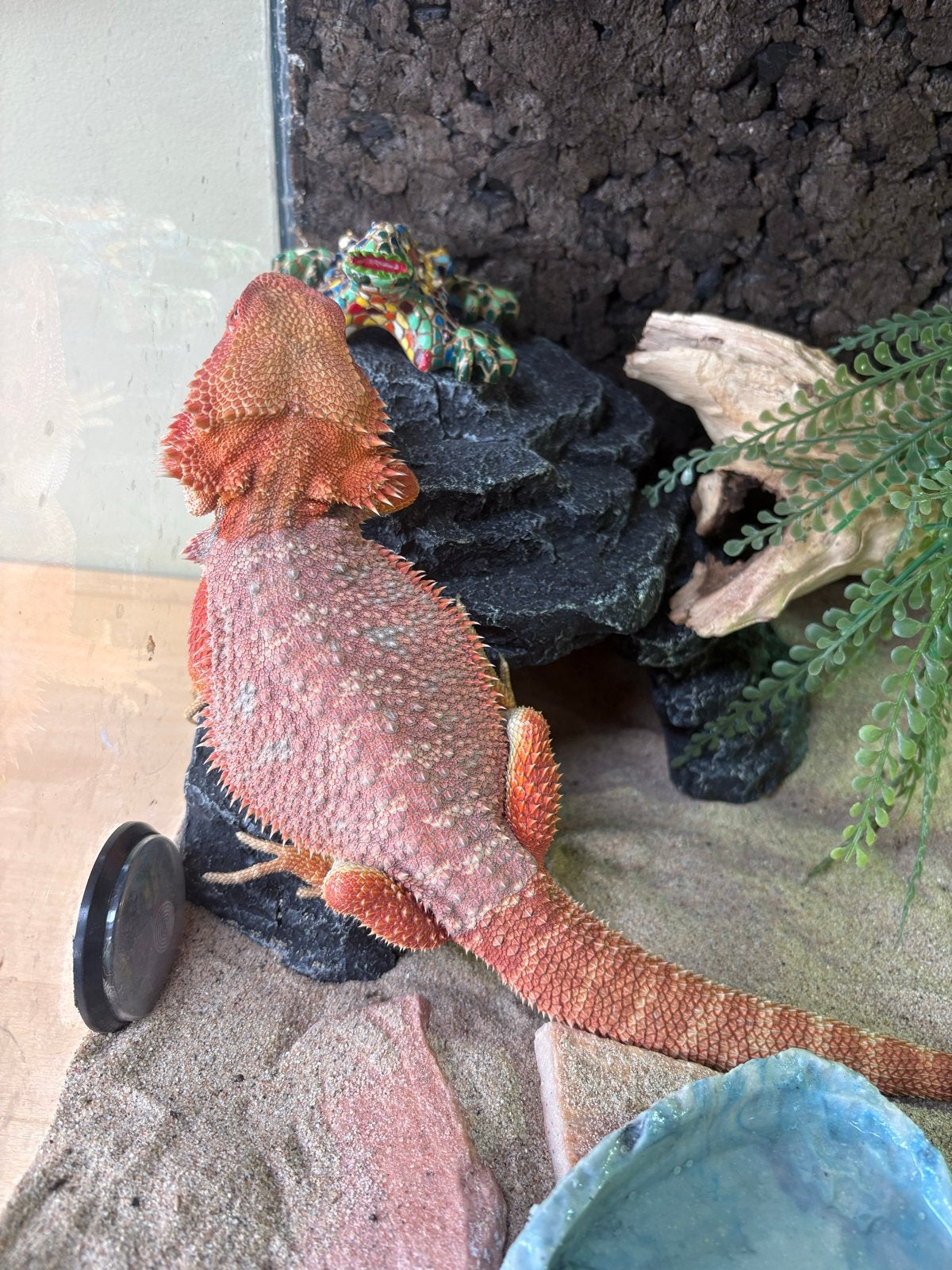 Baardagaam Ginger inclusief terrarium en toebehoren Bearded Dragon photo 2