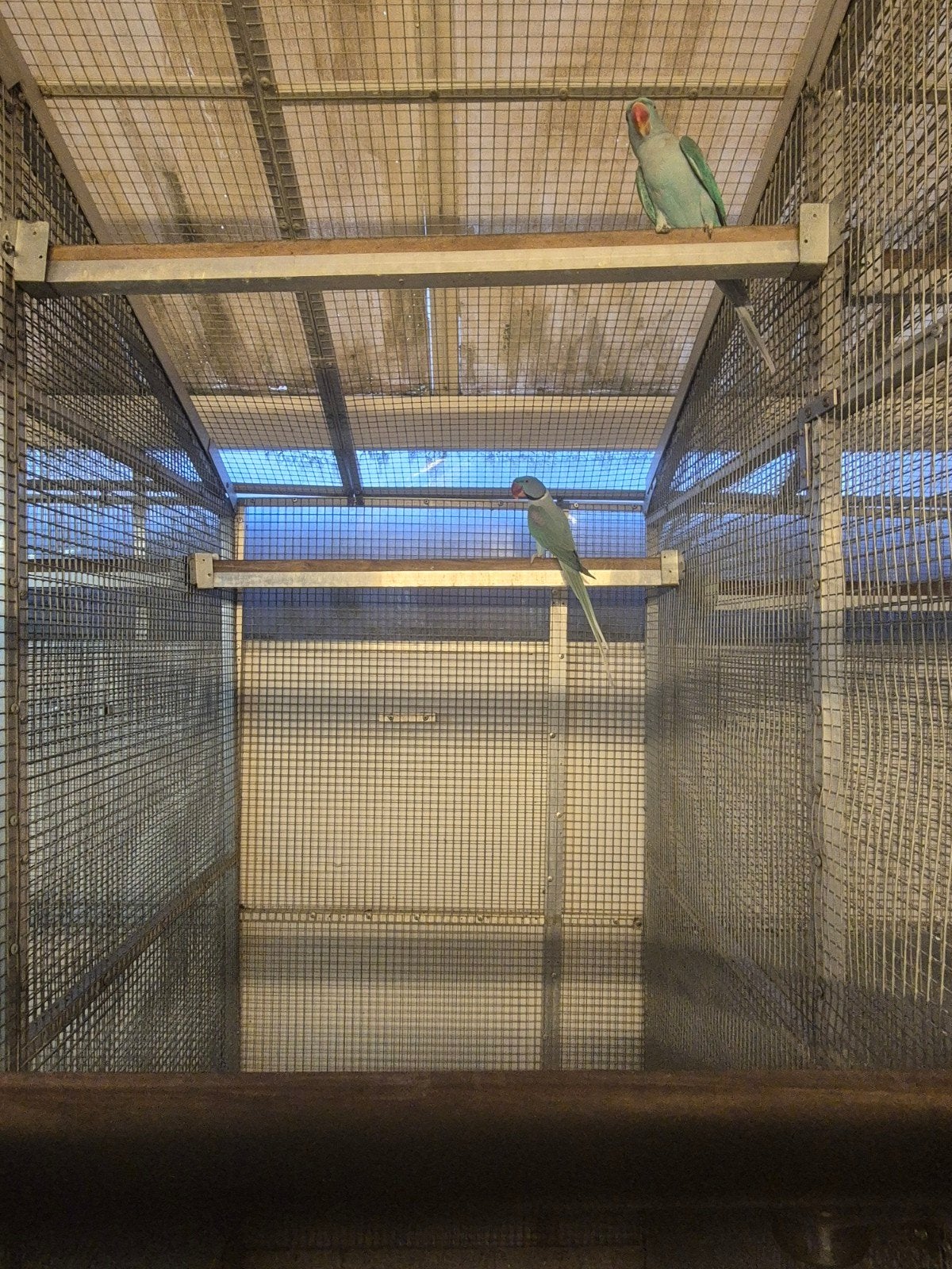 grote alexanders, Dieren en Toebehoren, Meerdere dieren, Parkiet, Geringd