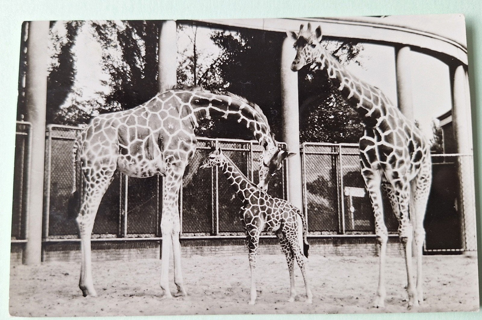 Diergaarde Blijdorp *, Ophalen of Verzenden, Voor 1920, Zuid-Holland