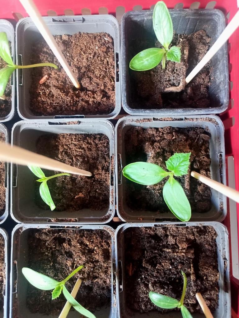 Turkse mini (snack) komkommerplantjes, Tuin en Terras, Planten | Fruitbomen, Ophalen, Minder dan 100 cm, Overige soorten, Zomer