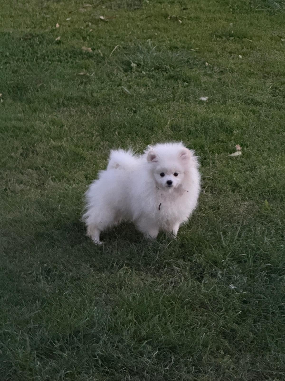Pomeranian Pomeriaan, Dieren en Toebehoren, Overige rassen, 8 tot 15 weken, Buitenland, Meerdere