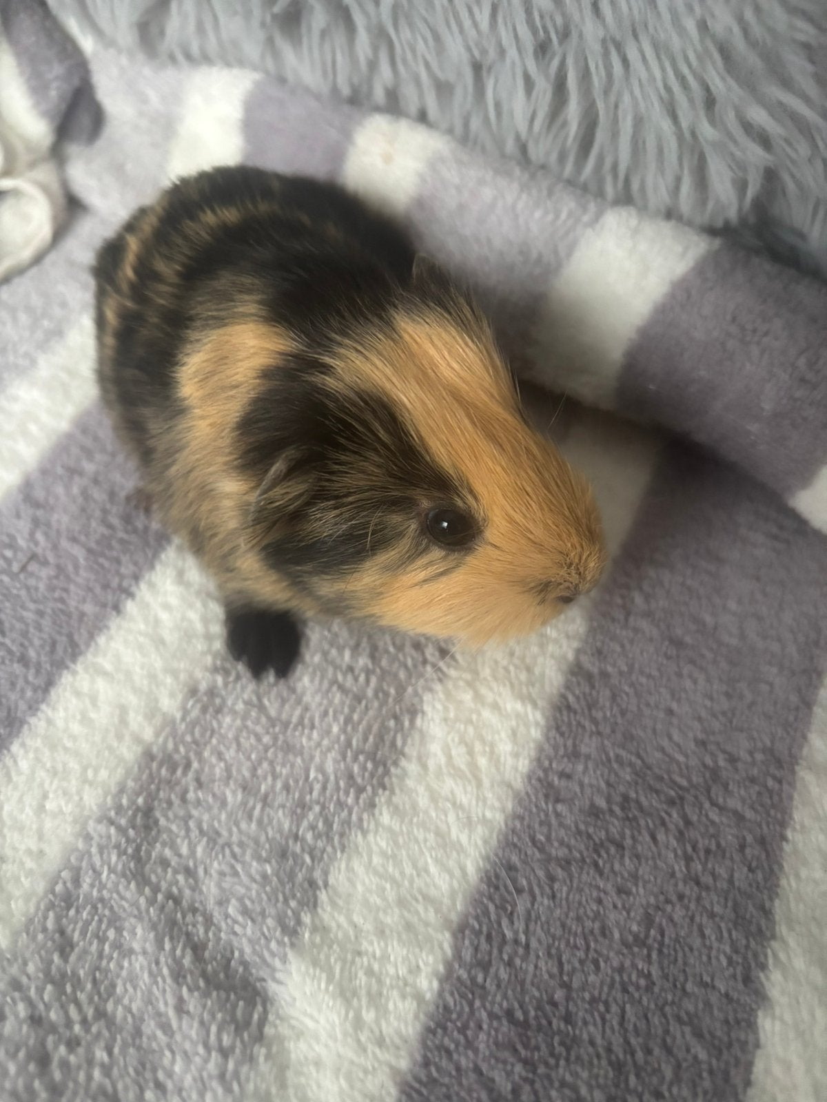 Jong cavia beertje. Aparte kleur. 4 september geboren, September, Mannelijk, Cavia