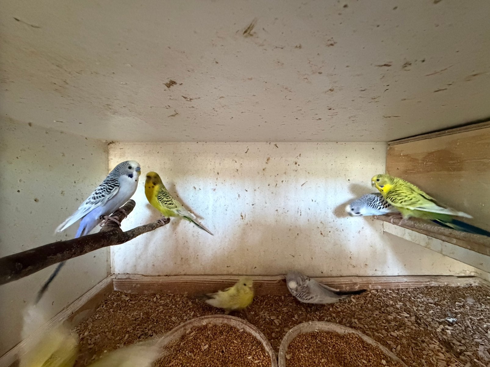 Grasparkieten tcb, regenboog ect, Dieren en Toebehoren, Vogels | Parkieten en Papegaaien, Meerdere dieren, Parkiet