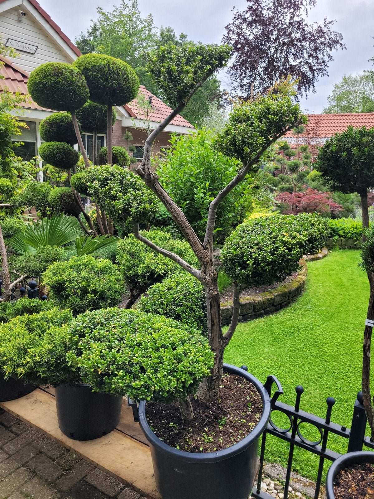 Ilex Crenata Oude Vormsnoei met  Grote Schalen, Tuin en Terras, Vaste plant, Bloeit niet, Halfschaduw, Ophalen