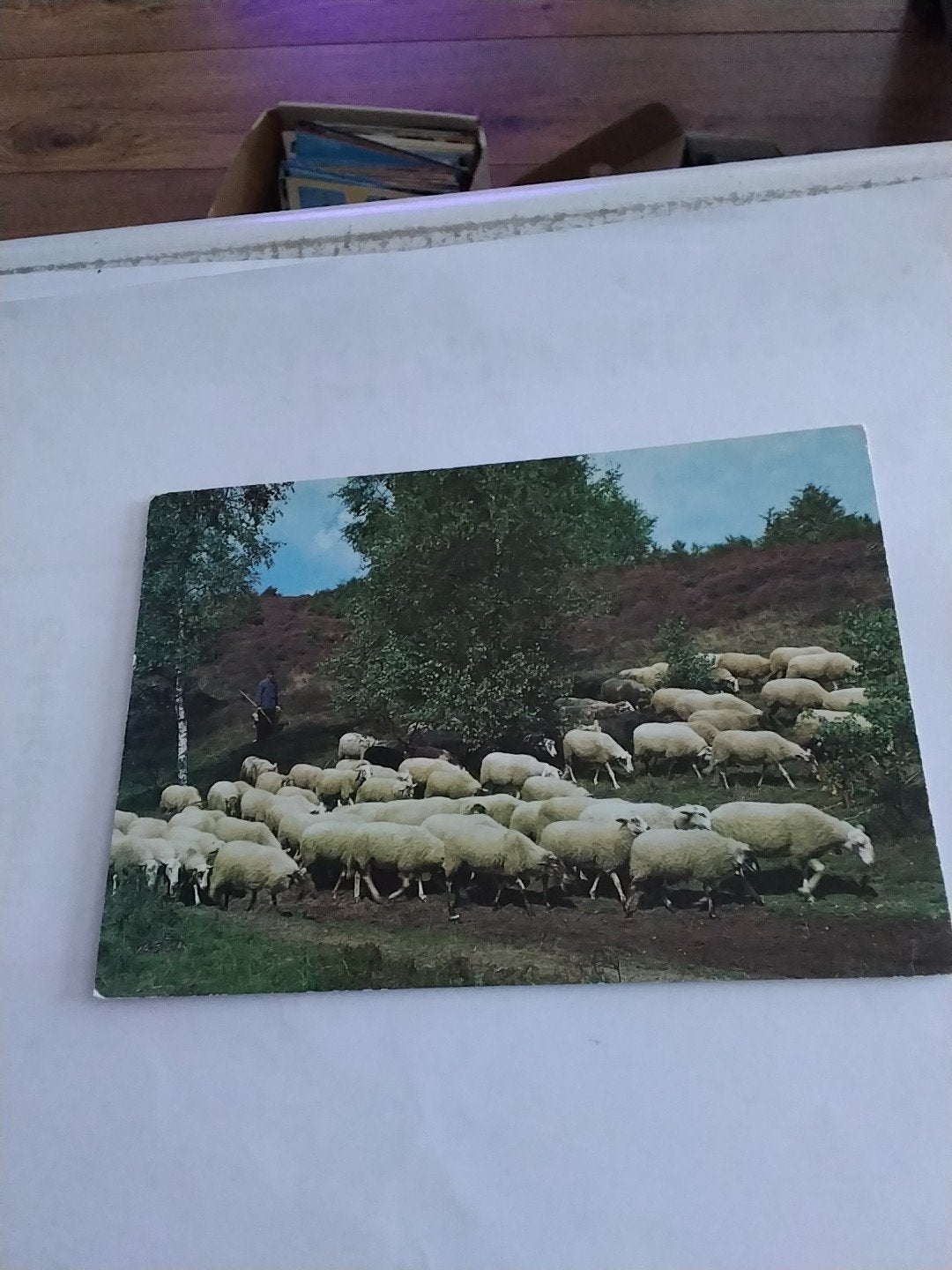 Oude Ansichtkaart Drenthe - Schaapskudde op de hei 1973, Ophalen of Verzenden, 1960 tot 1980, Gelopen, Drenthe