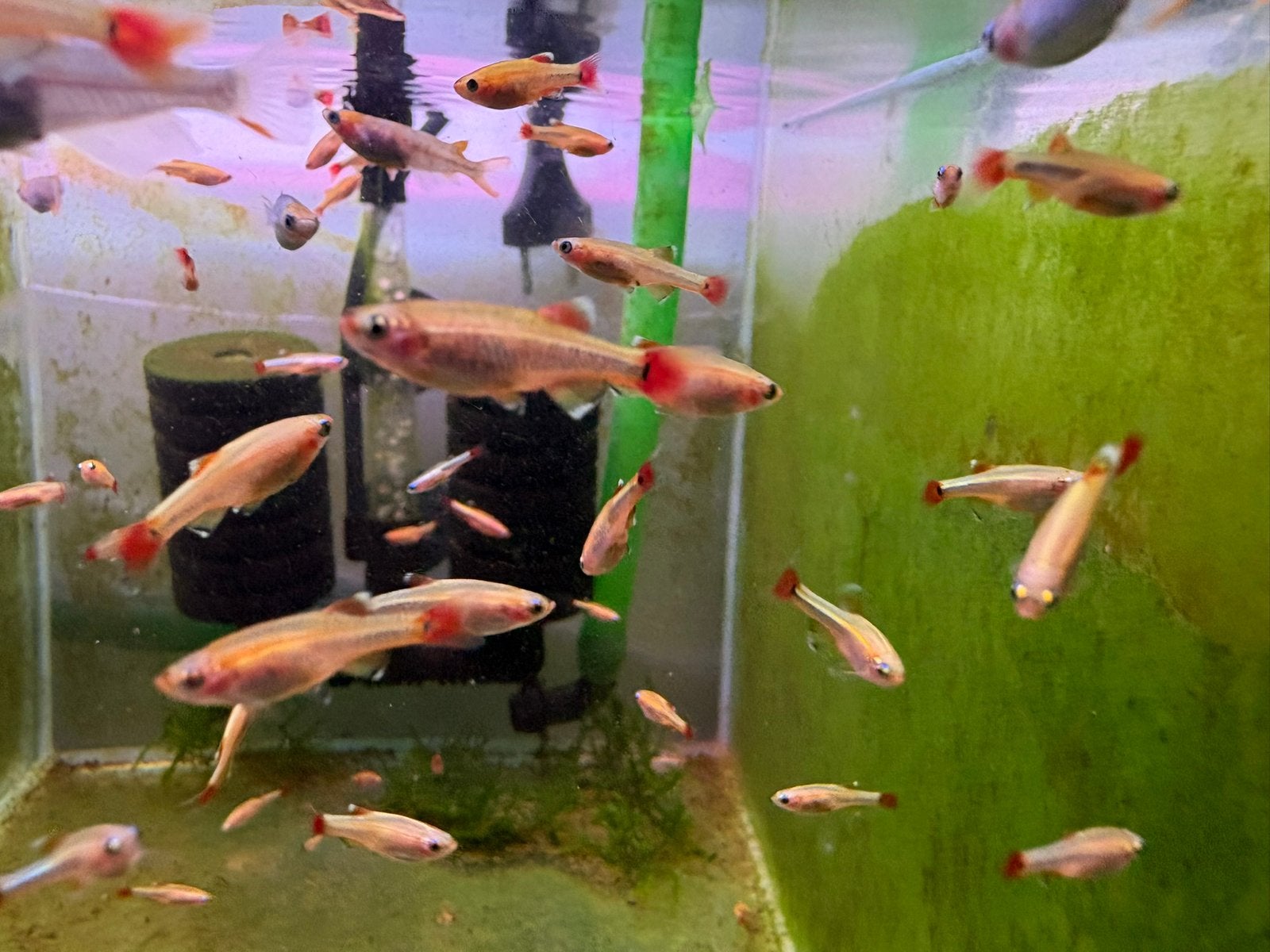 Chinese Danio Goud, Dieren en Toebehoren, Vissen | Aquariumvissen, Vis, Zoetwatervis, Schoolvis