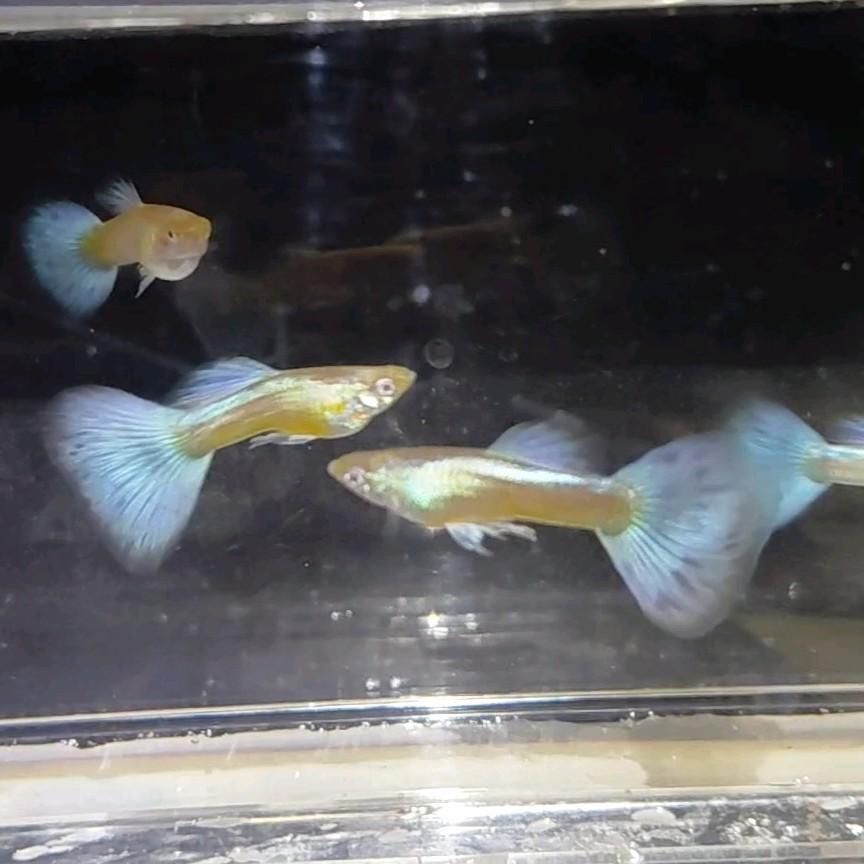 Albino blue singa guppen, Vis