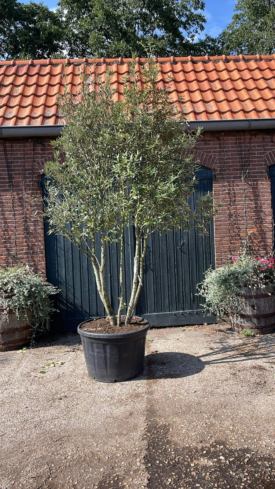 Meerstammige steeneik (quercus ilex), Overige soorten, Minder dan 100 cm, Zomer, Ophalen