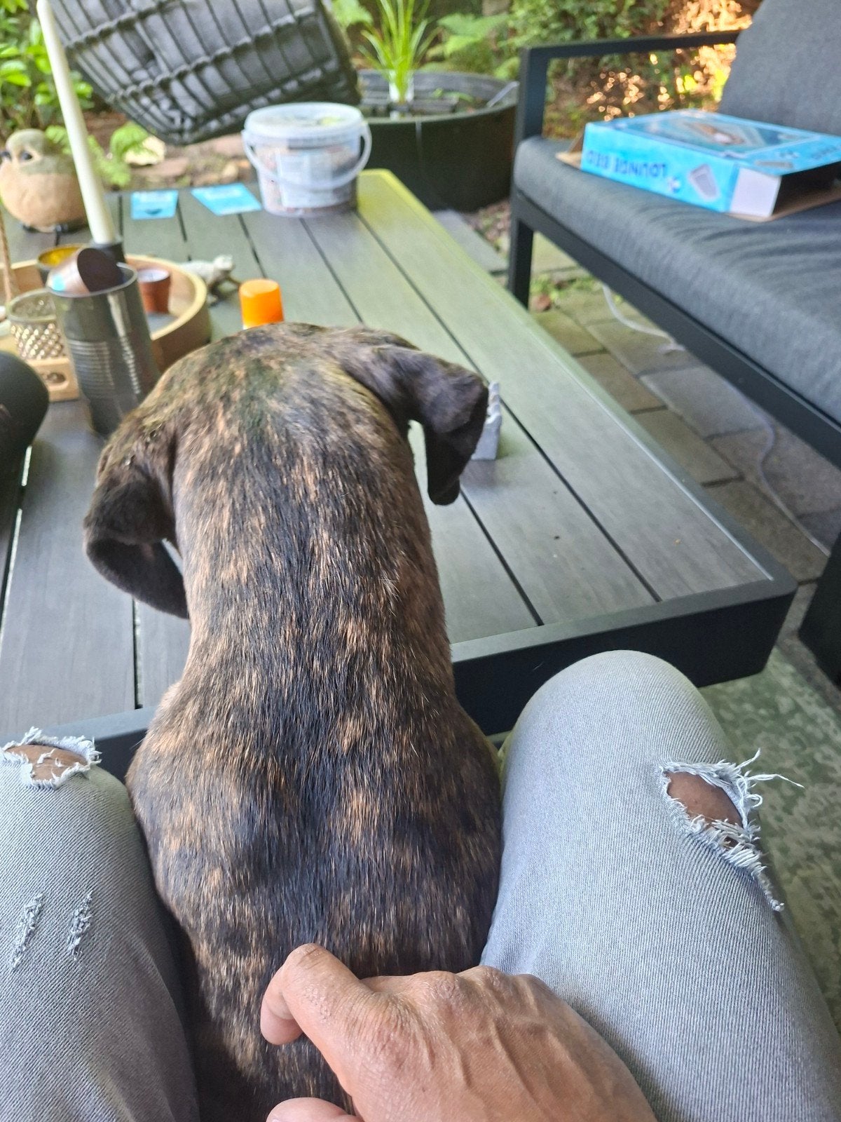 Honden oppas aan huis gezocht | Heerlen