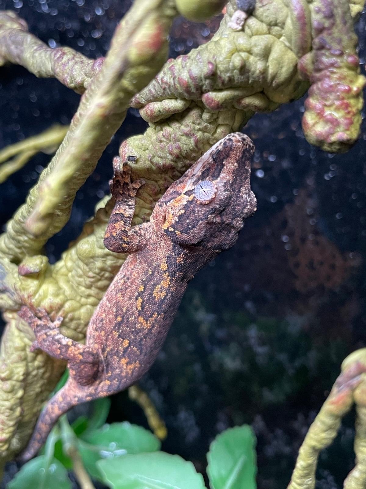 Gargoyle gekko ( Rhacodactylus auriculatus)