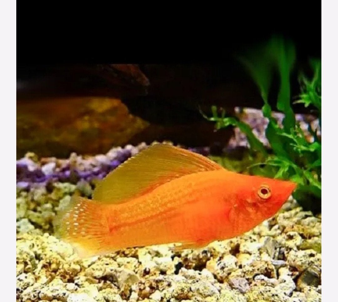 Gezocht gratis hoogvin karpers, Dieren en Toebehoren, Vissen | Aquariumvissen, Vis, Zoetwatervis, Schoolvis