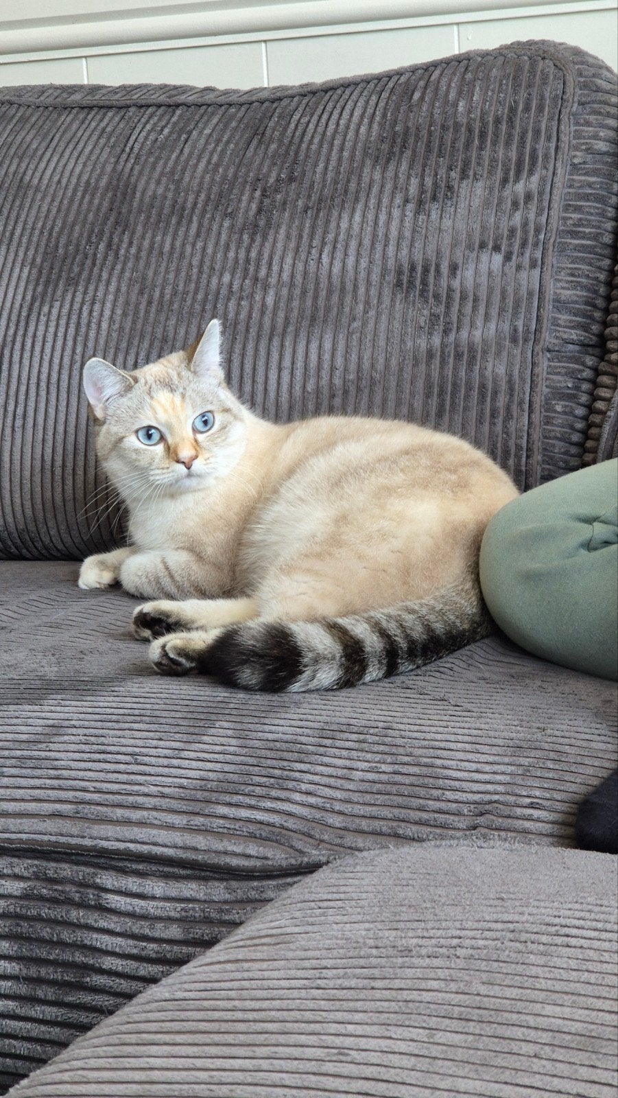 Brits korthaar (blauwe ogen), Dieren en Toebehoren, Katten en Kittens | Overige Katten, Poes
