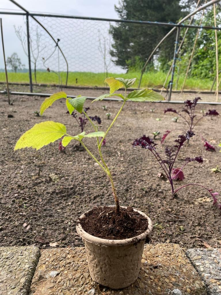 Frambozen stekjes - Diverse opties beschikbaar, Ophalen, Vaste plant, Fruitplanten, Volle zon