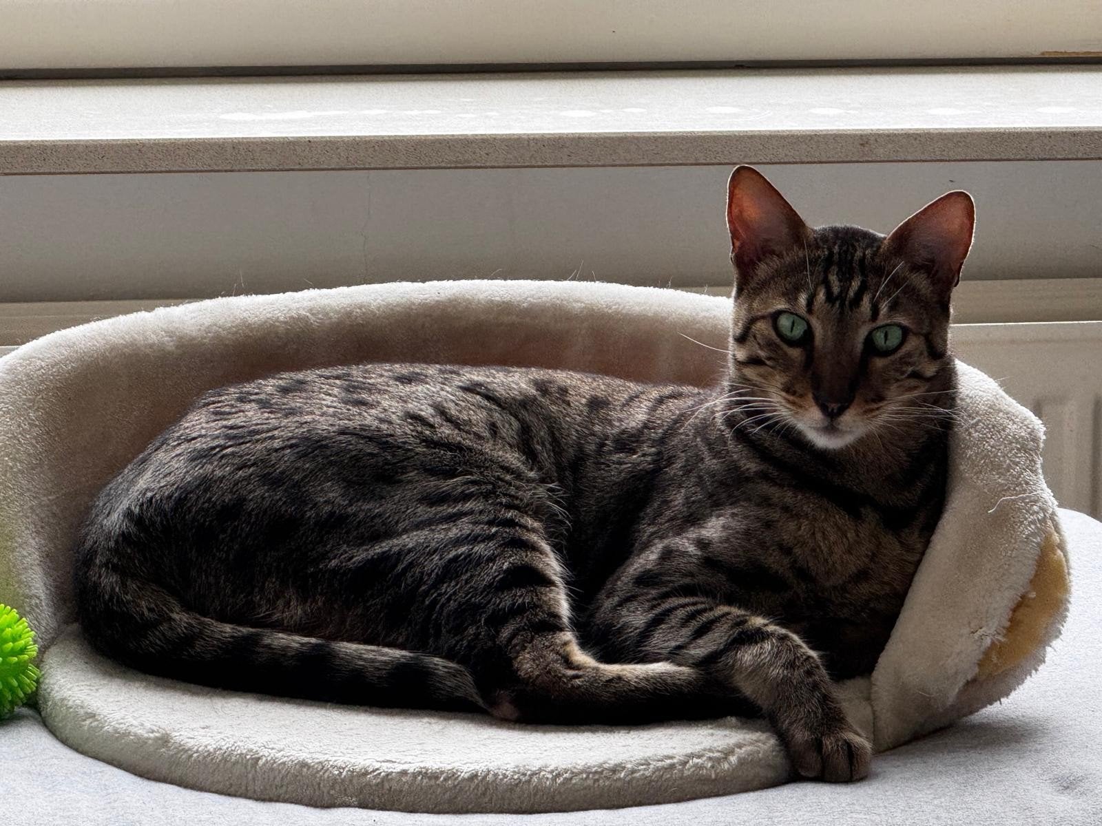 Lieve aanhankelijke kater (gecastreerd) #Bengaal, Dieren en Toebehoren, Katten en Kittens | Overige Katten, Kater