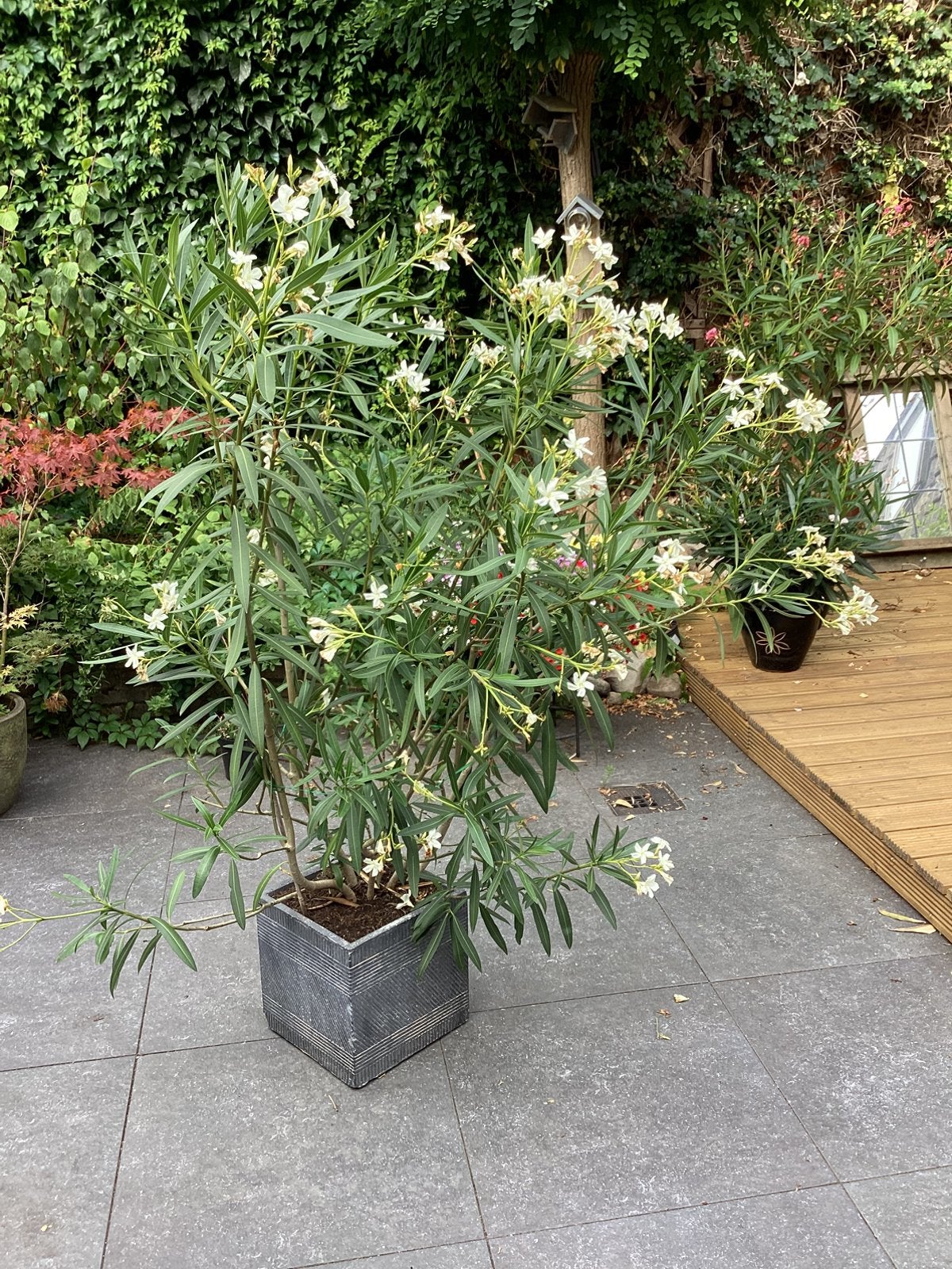 Oleander 160cm wit , inclusief pot, Tuin en Terras, Ophalen, Overige soorten, 100 tot 250 cm