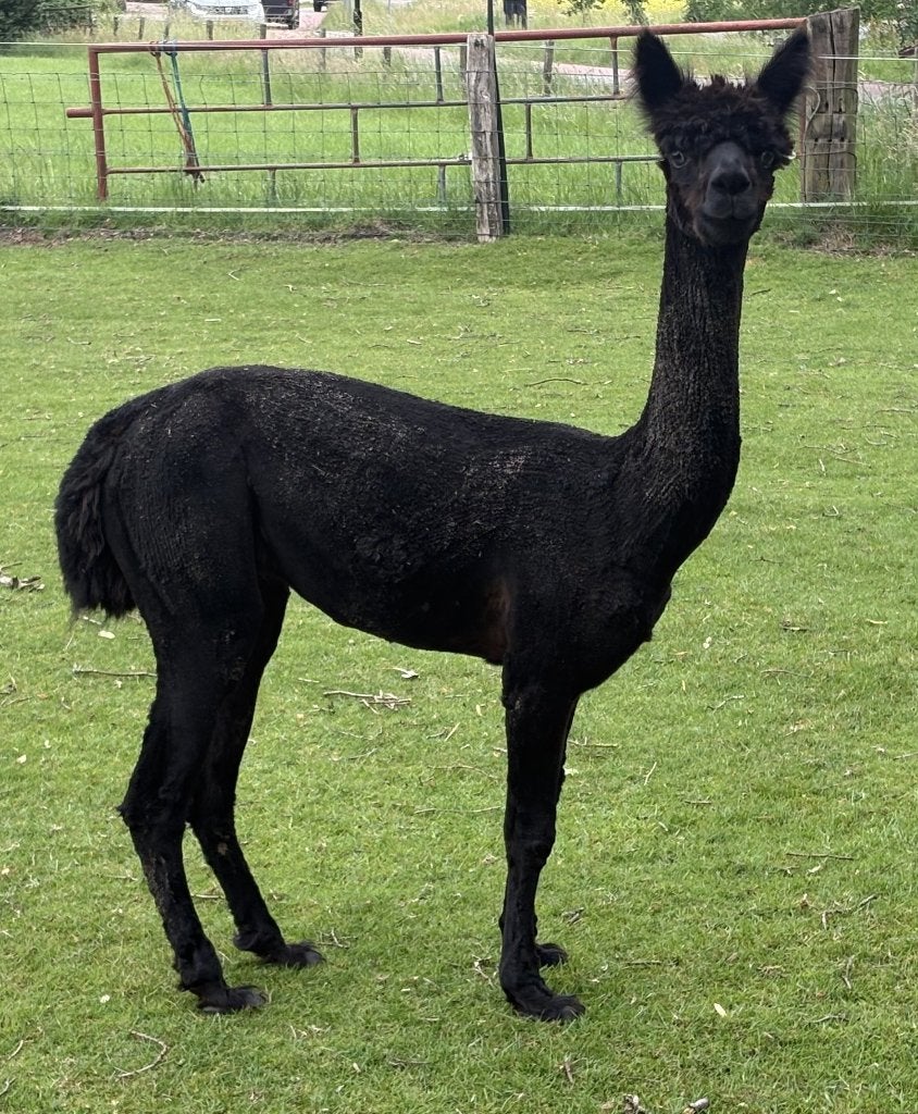 Zwarte alpaca hengst, Dieren en Toebehoren, Juli, Mannelijk