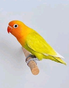 1 agapornis fischerie te koop, Dwergpapegaai of Agapornis, Tam