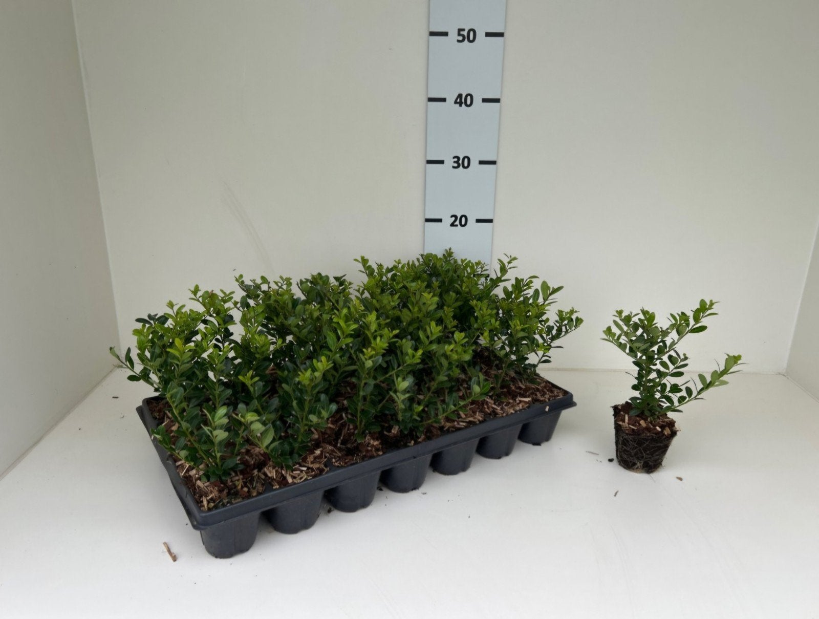 Ilex crenata 'Caroline Upright' 🍀, Ophalen, Rond, Hout