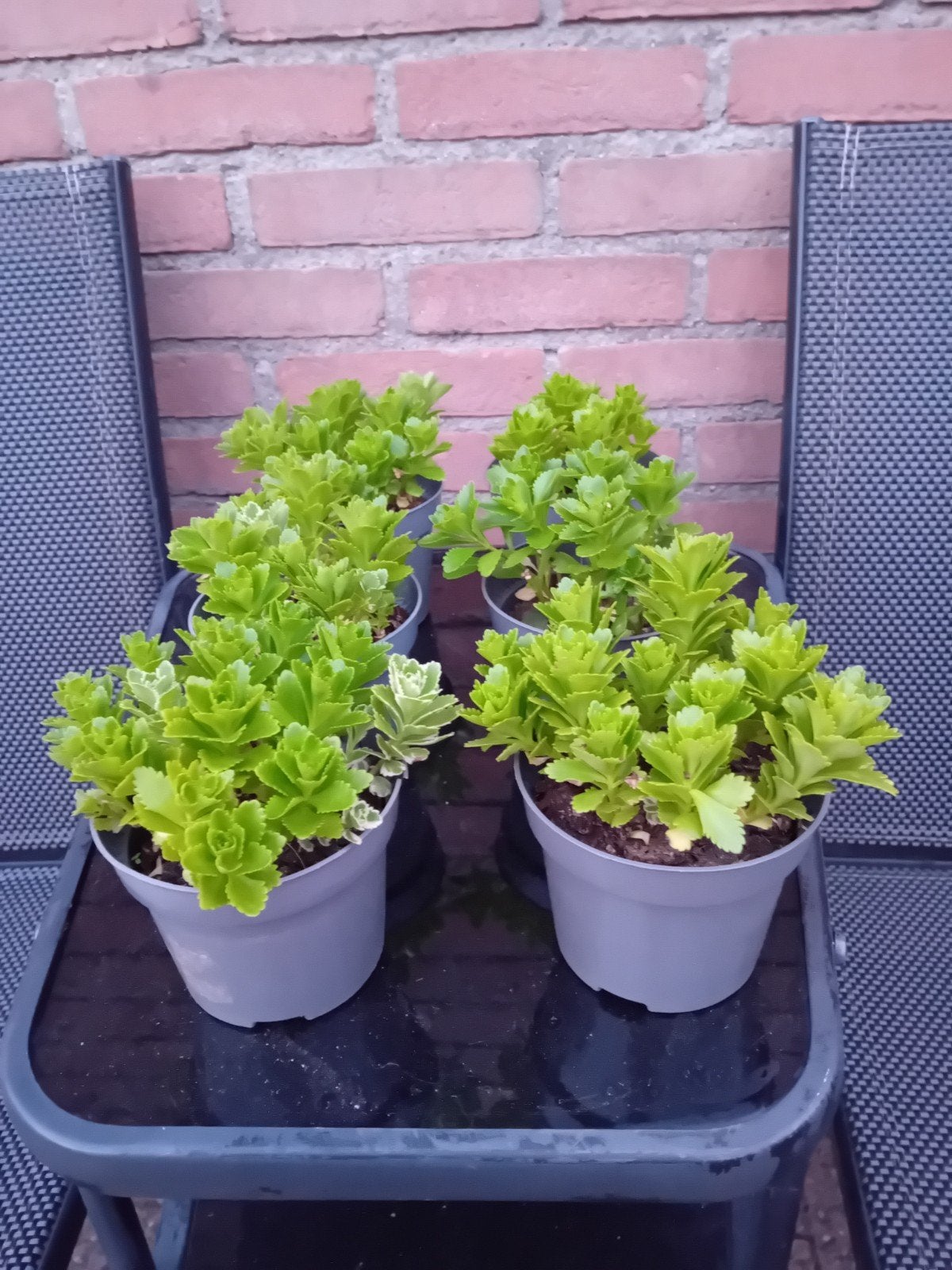Sedum takesimense Atlantis  bodembedekkers, Ophalen, Volle zon