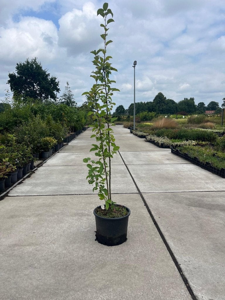 Malus ‘Golden Hornet’ – Sierappel, Ophalen, Lente, Volle zon, Overige soorten
