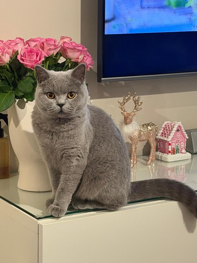 Verwacht nestje Britse Korthaar – reserveren mogelijk, Dieren en Toebehoren, Katten en Kittens | Raskatten | Korthaar, Meerdere dieren