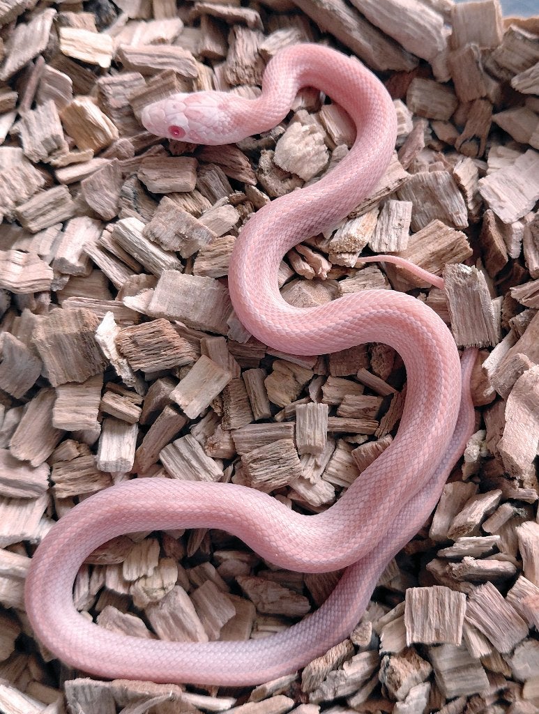 Korenslangen nk2026 (super) red factor hypo snow tess, mtly Corn Snake photo 3