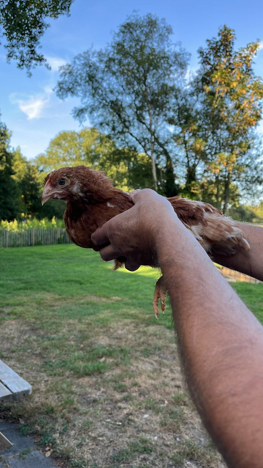 Te koop : legkippen, Dieren en Toebehoren, Pluimvee, Vrouwelijk, Kip