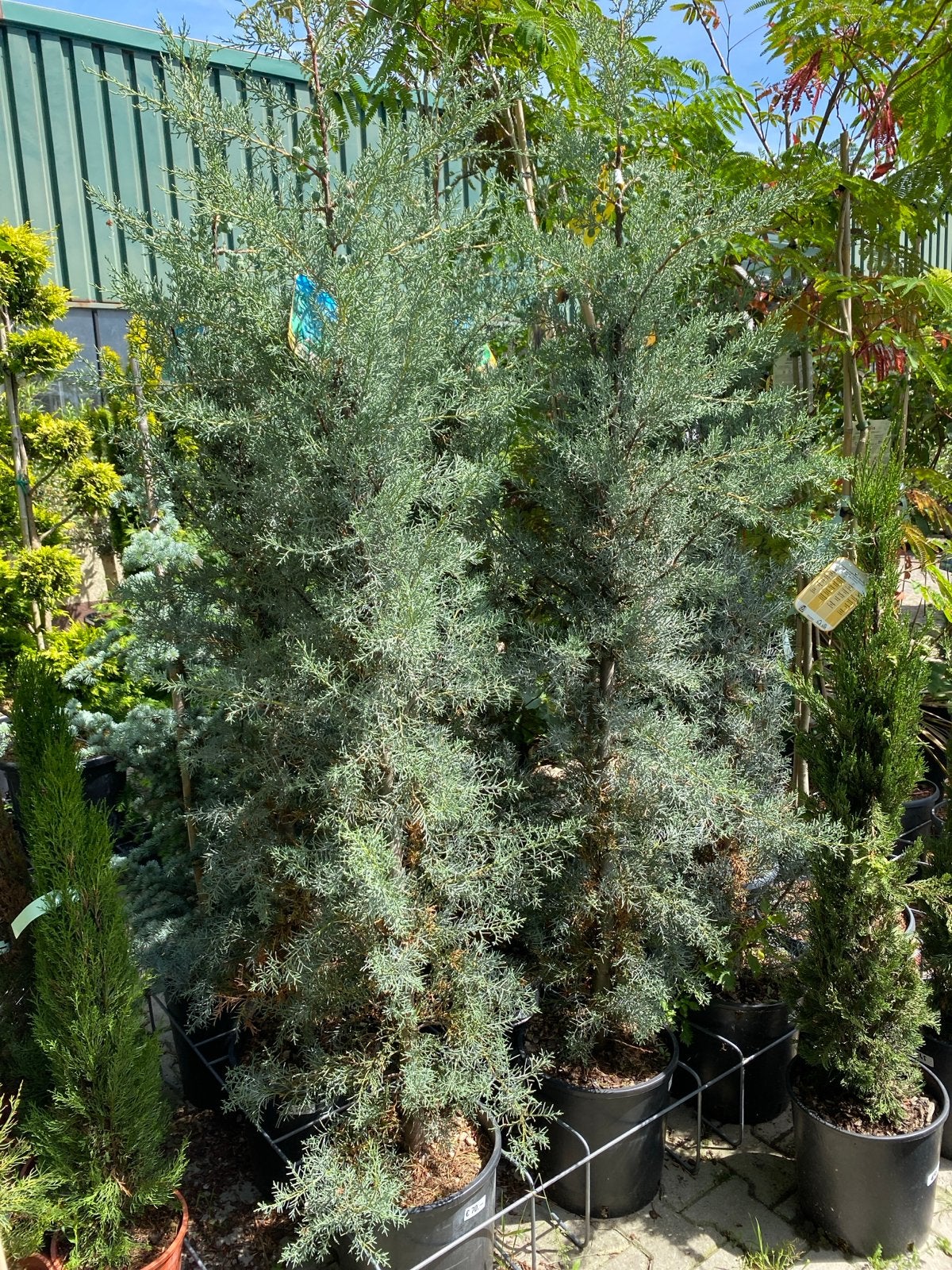 Cupressus Arizonica Fastigiata - Arizona Cipres, Volle zon, Vaste plant, Bloeit niet, Ophalen