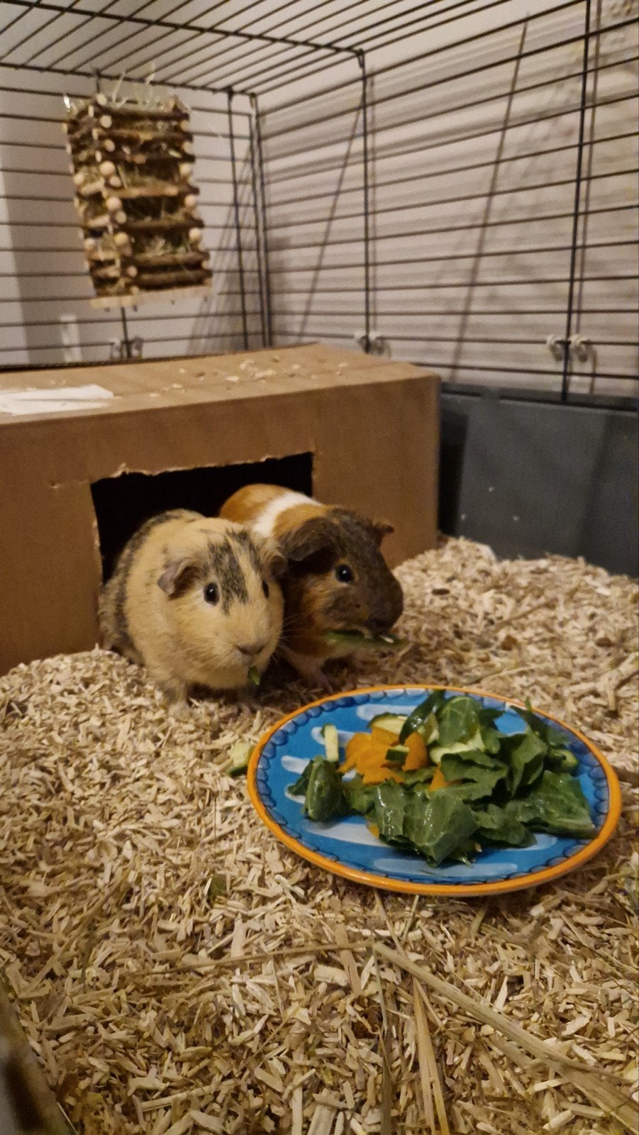 Lieve cavia-broertjes Max & Moritz zoeken hun forever home!, Mannelijk, 0 tot 2 jaar