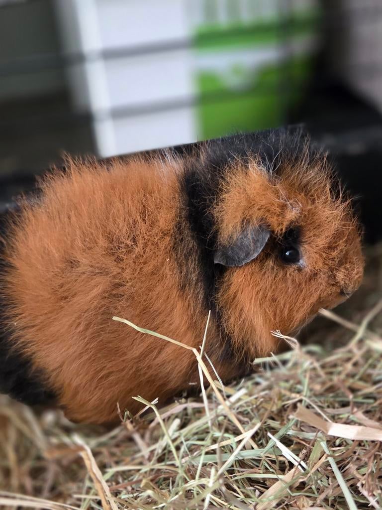 Verschillende ch teddy beertjes beschikbaar, Februari, Mannelijk, Cavia
