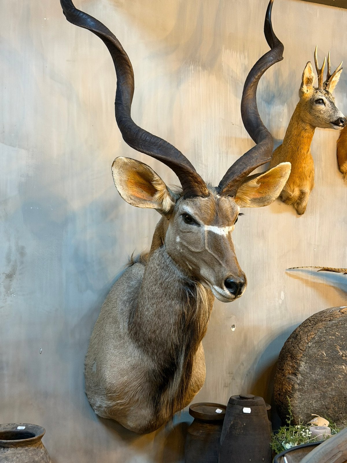 Opgezette koedoe opgezet taxidermie hoorns veranda mancave, Ophalen, Zo goed als nieuw, Wild dier, Gewei of Kop