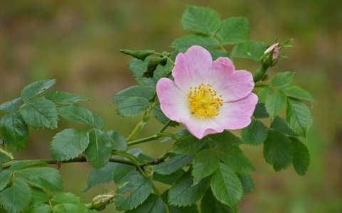 Rosa rubiginosa, Egelantier roos, Roze, inheems, paard, Ophalen of Verzenden, Overige soorten, Struik, Minder dan 100 cm