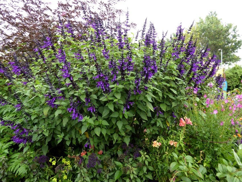 Salvia amistad stekken nu 15â17 cm hoog., Tuin en Terras, Planten | Tuinplanten, Overige soorten, Volle zon, Vaste plant, Ophalen of Verzenden