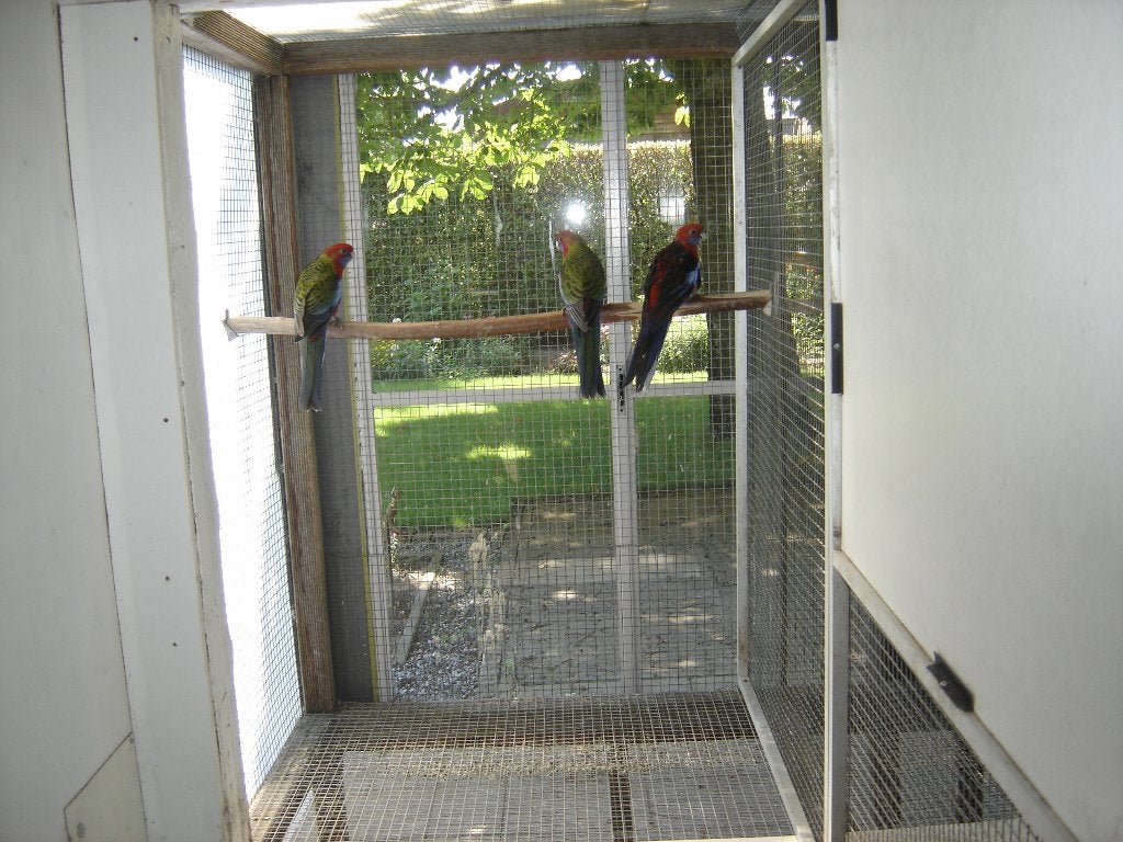 Penanten en Rosella en Roodvleugel Parkieten., Dieren en Toebehoren, Meerdere dieren, Parkiet, Geringd
